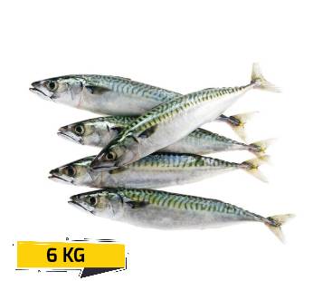 English Mackerel BoxFresh