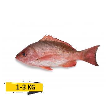 Red Snapper