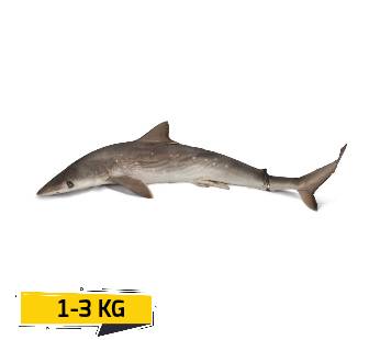 Atlantic Shark WholeFresh