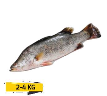 Barramundi WholeFresh