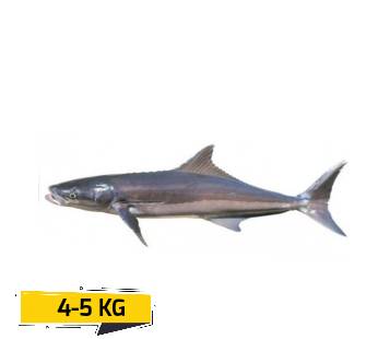 Cobia Whole Fresh