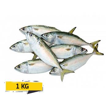 Indian Mackerel