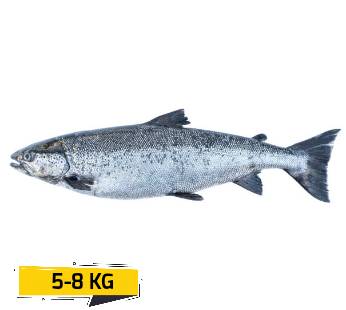 Salmon Whole LargeFresh