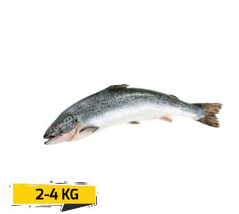 Salmon Whole SmallFresh