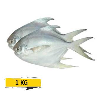 Silver Pomfret